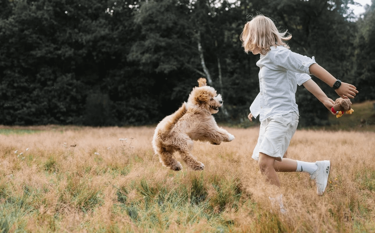 hondenfotograaf