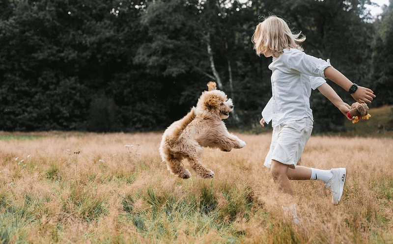 hondenfotograaf