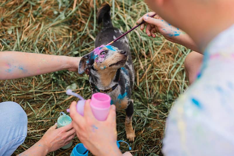 kleurpoedershoot hond