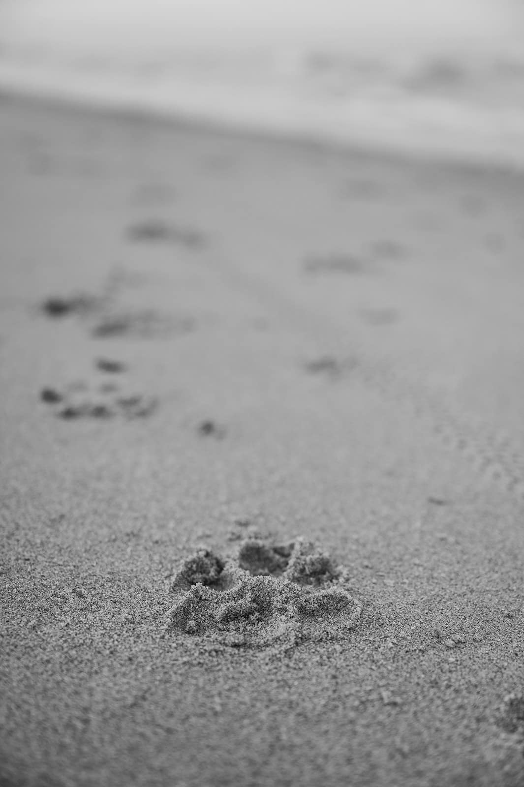 foto's met je hond aan zee