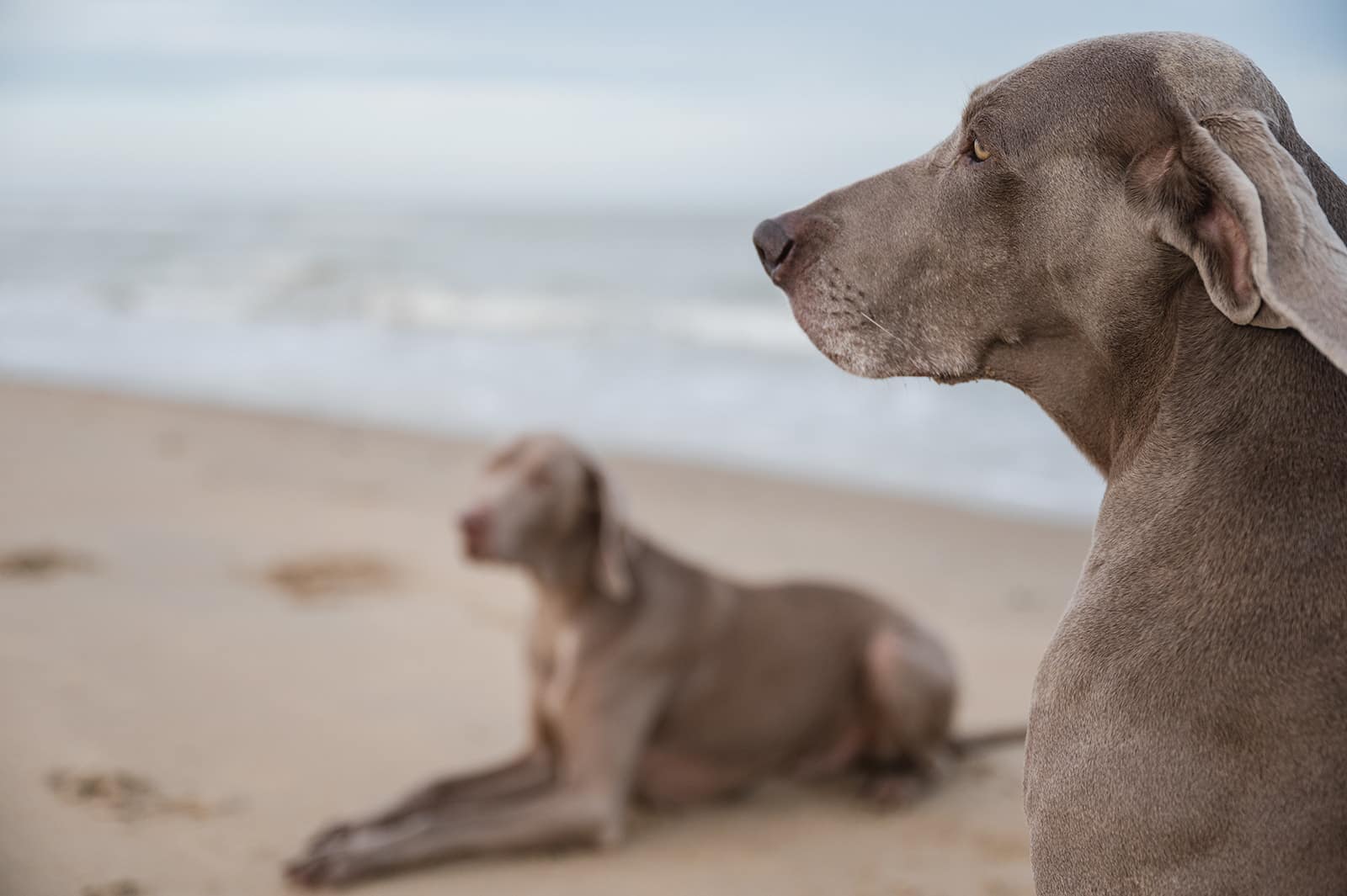 fotos met je hond aan zee